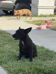 Found/Stray Unknown Dog last seen Abrego and New Orleans , Los Fresnos, TX 78566