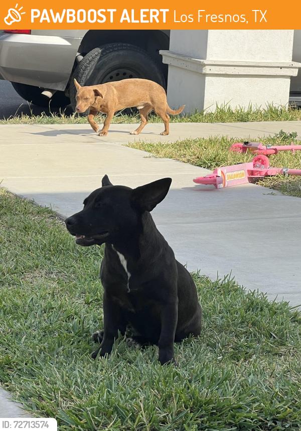 Found/Stray Unknown Dog last seen Abrego and New Orleans , Los Fresnos, TX 78566