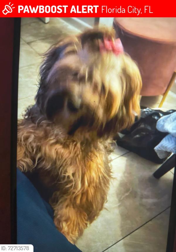 Lost Female Dog last seen Florida City , Florida City, FL 33034