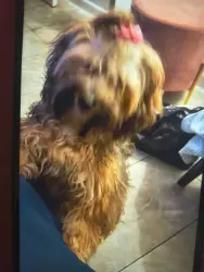 Lost Female Dog last seen Florida City , Florida City, FL 33034