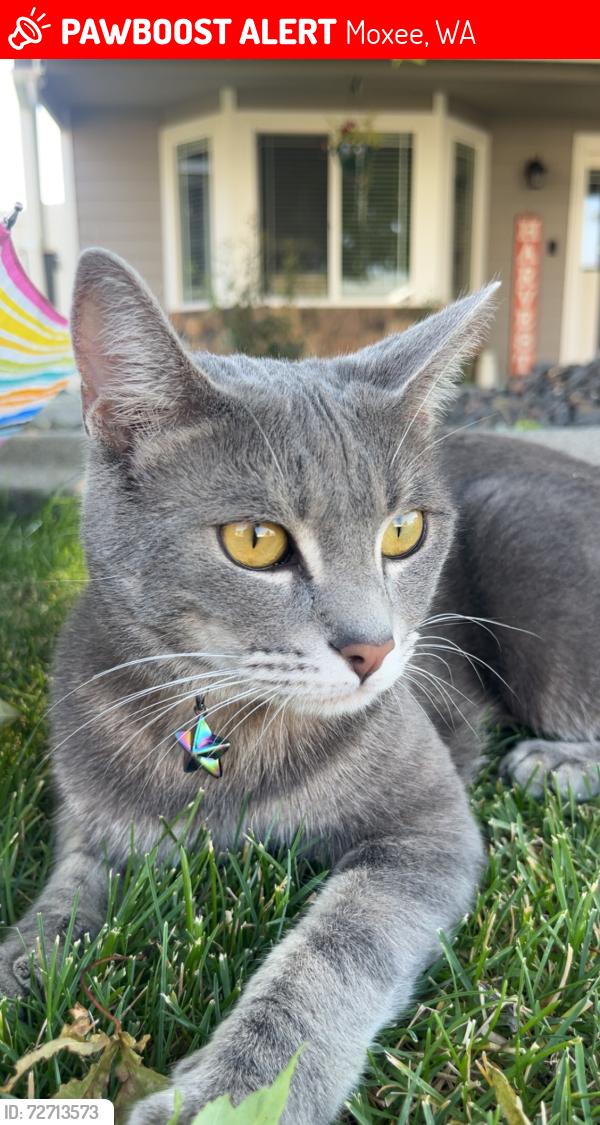 Lost Female Cat last seen Clemans Ave and N Iler St, Moxee, WA 98936