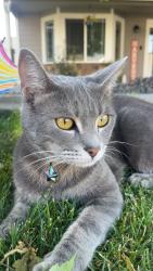 Lost Female Cat last seen Clemans Ave and N Iler St, Moxee, WA 98936