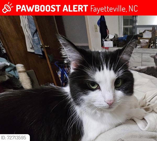 Lost Female Cat last seen Near fordham drive on hatherleigh place , Fayetteville, NC 28304