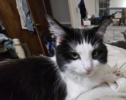 Lost Female Cat last seen Near fordham drive on hatherleigh place , Fayetteville, NC 28304