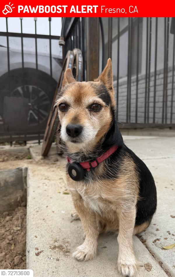 Lost Male Dog last seen Olive & Blythe, Fresno, CA 93722