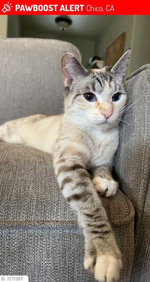 Lost Female Cat last seen Helena Way Chico CA, Chico, CA 95973