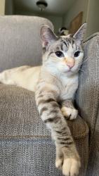 Lost Female Cat last seen Helena Way Chico CA, Chico, CA 95973
