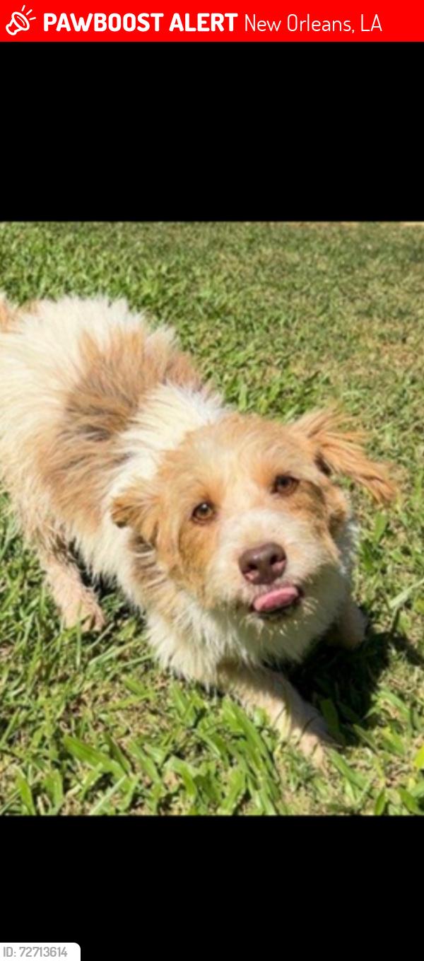 Lost Male Dog last seen S. Parkwood , New Orleans, LA 70112