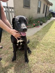 Found/Stray Male Dog last seen Pleasant Valley, Oxnard, CA 93033