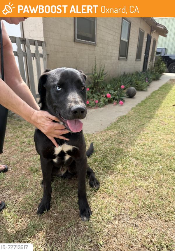 Found/Stray Male Dog last seen Pleasant Valley, Oxnard, CA 93033