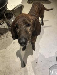 Found/Stray Male Dog last seen Airline and Link Road, Houston, TX 77008