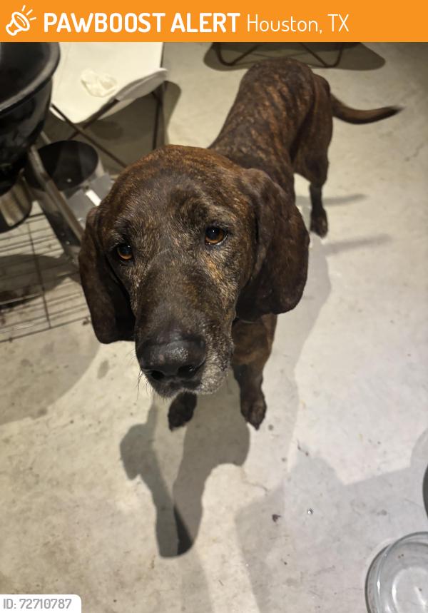 Found/Stray Male Dog last seen Airline and Link Road, Houston, TX 77008