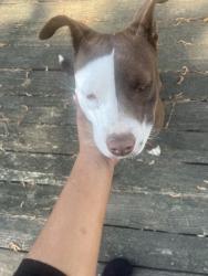 Found/Stray Female Dog last seen S’s gas station on Cliffdale Rd, Fayetteville, NC 28314