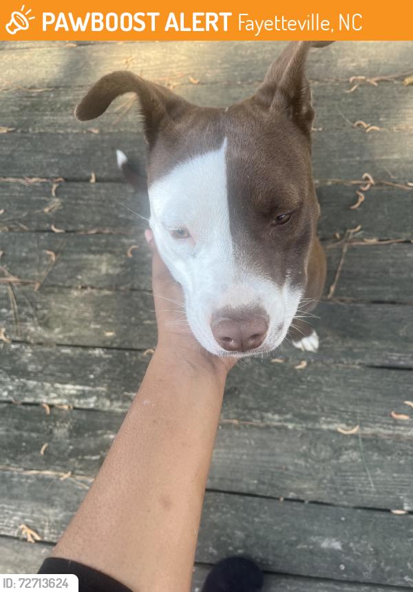Found/Stray Female Dog last seen S’s gas station on Cliffdale Rd, Fayetteville, NC 28314