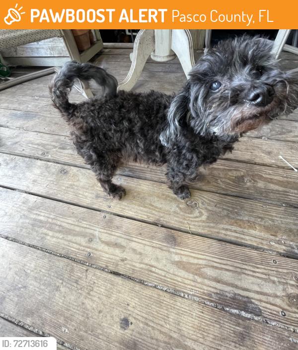 Found/Stray Female Dog last seen Sr 52 and colony rd , Pasco County, FL 34669