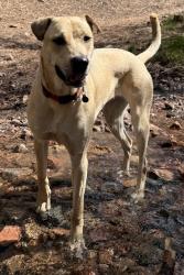Lost Female Dog last seen Bishop’s Lodge Road/ Encantado Drive, Santa Fe, NM 87501