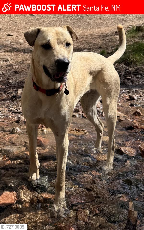 Lost Female Dog last seen Bishop’s Lodge Road/ Encantado Drive, Santa Fe, NM 87501