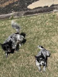 Found/Stray Unknown Dog last seen Henry street, Augusta, GA 30904