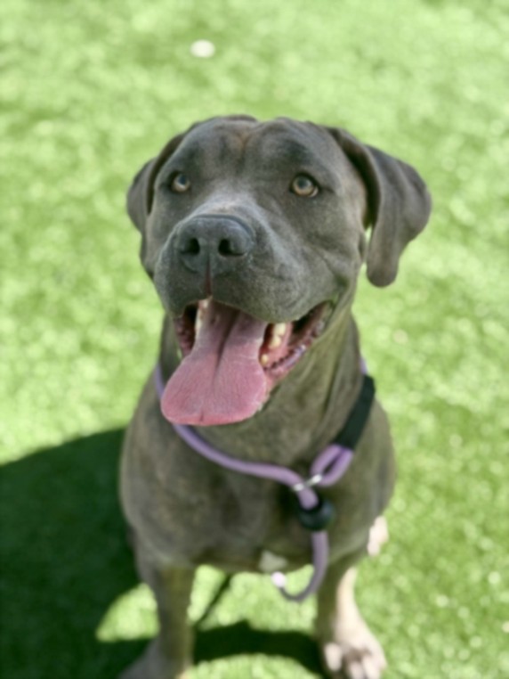 Shelter Stray Female Dog last seen , Los Angeles, CA 90025