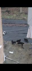 Found/Stray Unknown Cat last seen They are roaming up and down Humber road from coop to the roundabout next to Terry road , West Midlands, England CV3