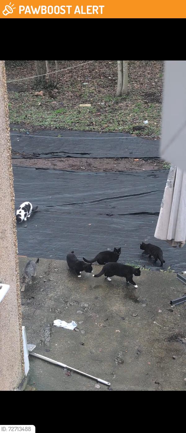 Found/Stray Unknown Cat last seen They are roaming up and down Humber road from coop to the roundabout next to Terry road , West Midlands, England CV3