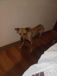 Found/Stray Male Dog last seen Near th and Indian school, Phoenix, AZ 85017