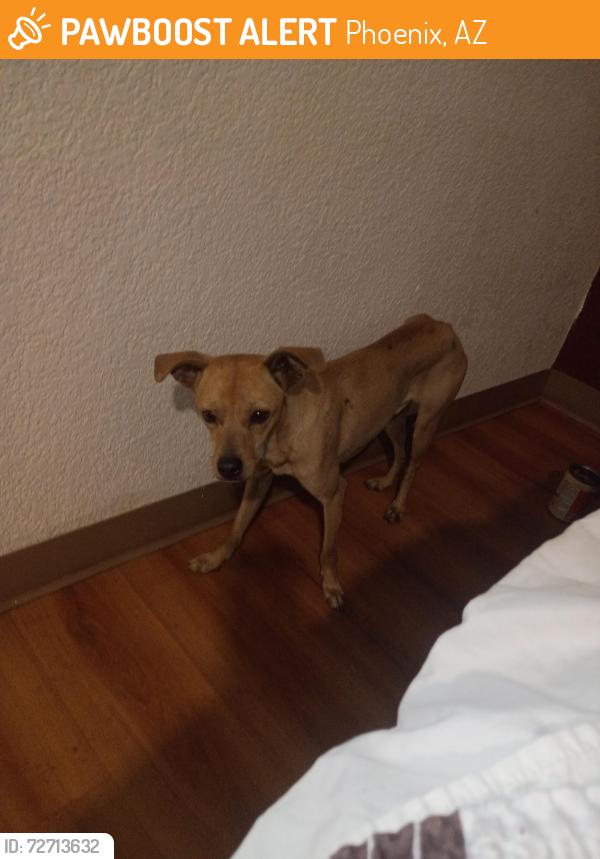 Found/Stray Male Dog last seen Near th and Indian school, Phoenix, AZ 85017