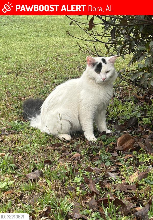 Lost Male Cat last seen Sharon Blvd , Dora, AL 35062