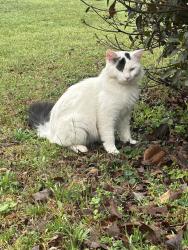 Lost Male Cat last seen Sharon Blvd , Dora, AL 35062