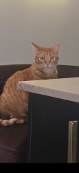 Lost Female Cat last seen Cindy Lane and Jill Drive, Holmdel, NJ 07733