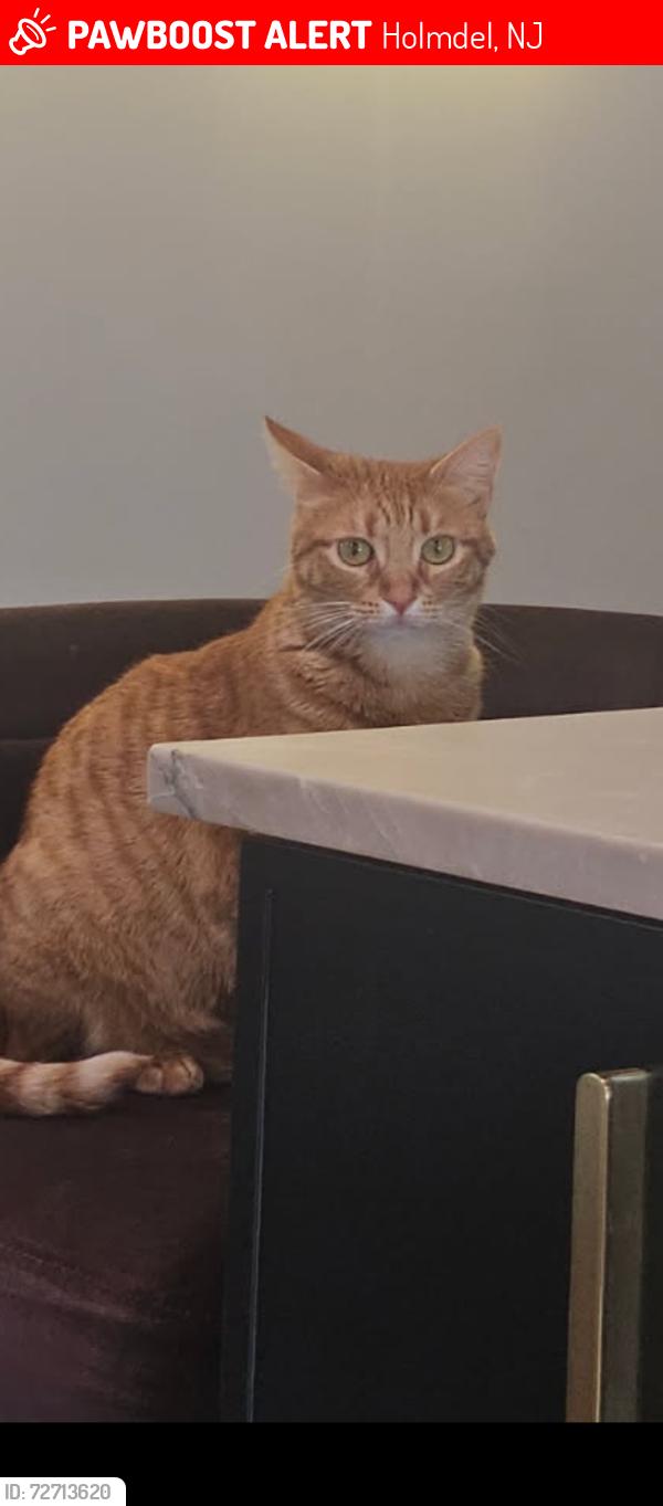 Lost Female Cat last seen Cindy Lane and Jill Drive, Holmdel, NJ 07733