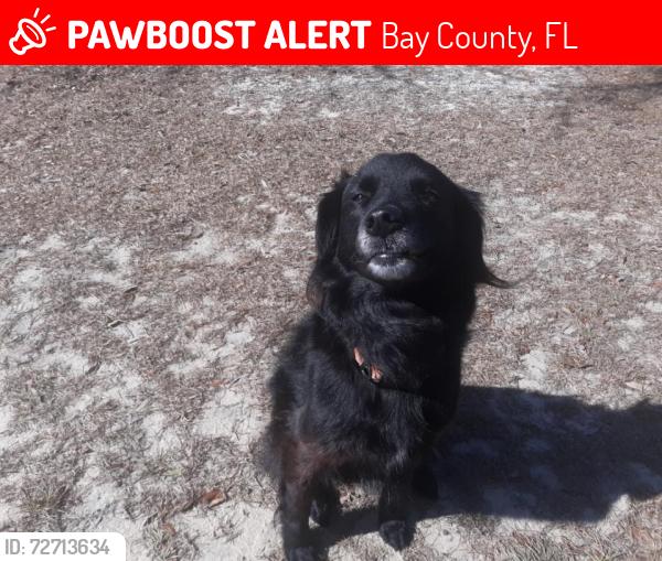 Lost Female Dog last seen Near Hwy 2301 Youngstown FL, Bay County, FL 32404