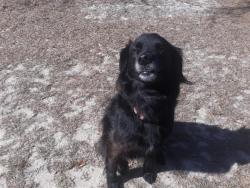 Lost Female Dog last seen Near Hwy 2301 Youngstown FL, Bay County, FL 32404