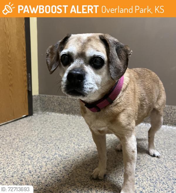 Found/Stray Female Dog last seen W 154th St and Mastin St, Overland Park, KS 66221