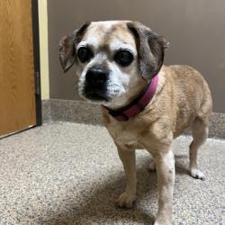 Found/Stray Female Dog last seen W 154th St and Mastin St, Overland Park, KS 66221