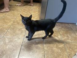 Lost Male Cat last seen Parkland Avenue , Moreno Valley, CA 92557