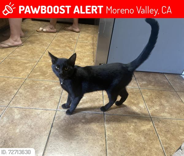 Lost Male Cat last seen Parkland Avenue , Moreno Valley, CA 92557