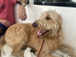 Found/Stray Male Dog last seen Crescent and S. Santa Monica , Beverly Hills, CA 90212
