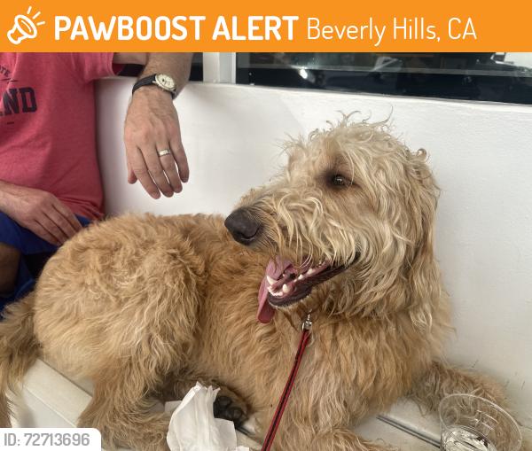 Found/Stray Male Dog last seen Crescent and S. Santa Monica , Beverly Hills, CA 90212