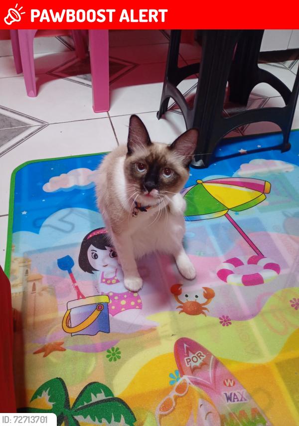 Lost Male Cat last seen Rua Rodrigo Gomes Mariano 20 Jandira , Jardim Gabriela I, SP 06626-422