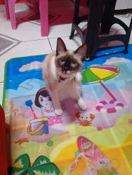 Lost Male Cat last seen Rua Rodrigo Gomes Mariano 20 Jandira , Jardim Gabriela I, SP 06626-422