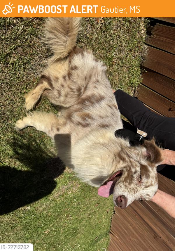 Found/Stray Unknown Dog last seen Fire station and singing river grocery corner store, Gautier, MS 39553