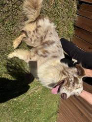 Found/Stray Unknown Dog last seen Fire station and singing river grocery corner store, Gautier, MS 39553