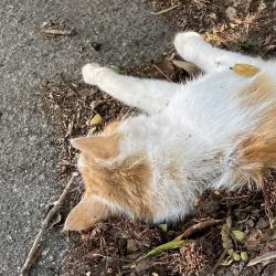 Found/Stray Unknown Cat last seen State Park and Nolan Rd, Travelers Rest, SC 29690