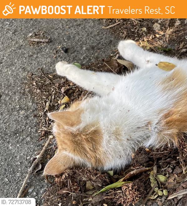 Found/Stray Unknown Cat last seen State Park and Nolan Rd, Travelers Rest, SC 29690