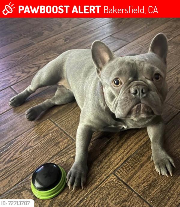 Lost Female Dog last seen Panama, Bakersfield, CA 93313