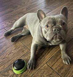 Lost Female Dog last seen Panama, Bakersfield, CA 93313