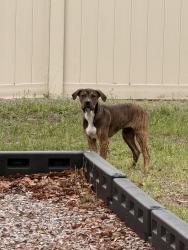 Found/Stray Unknown Dog last seen In the park of Whispering Winds Ct, Apopka, FL 32703