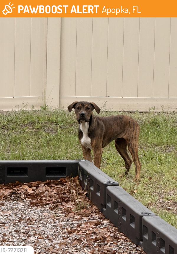Found/Stray Unknown Dog last seen In the park of Whispering Winds Ct, Apopka, FL 32703