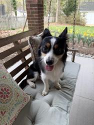 Found/Stray Male Dog last seen Guildford College Road in West Friendly Avenue, Greensboro, NC 27410
